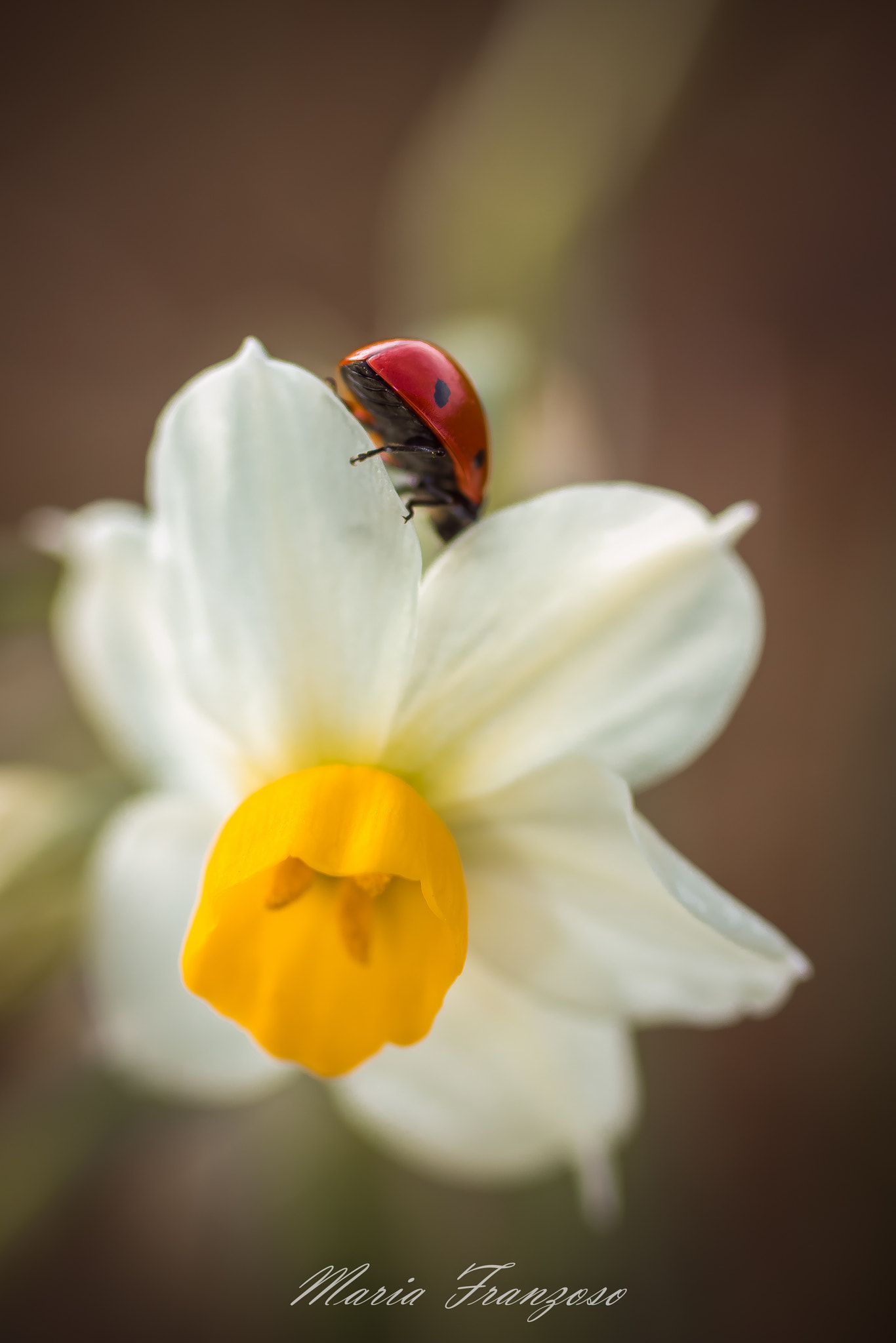 Canon EOS 600D (Rebel EOS T3i / EOS Kiss X5) + Canon EF 50mm F2.5 Macro sample photo. Senza fare rumore photography