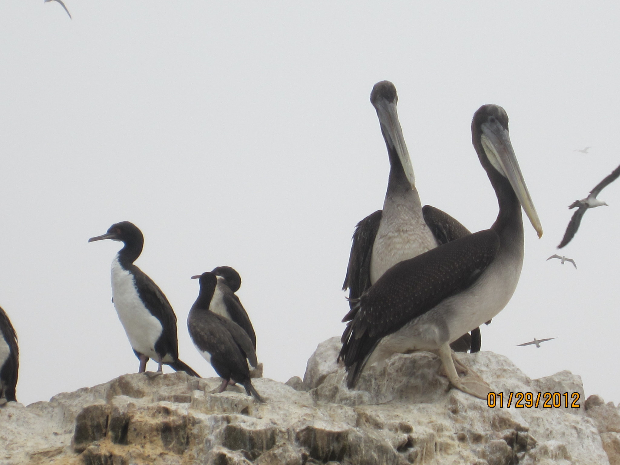 Canon PowerShot ELPH 300 HS (IXUS 220 HS / IXY 410F) sample photo. Pelican photography