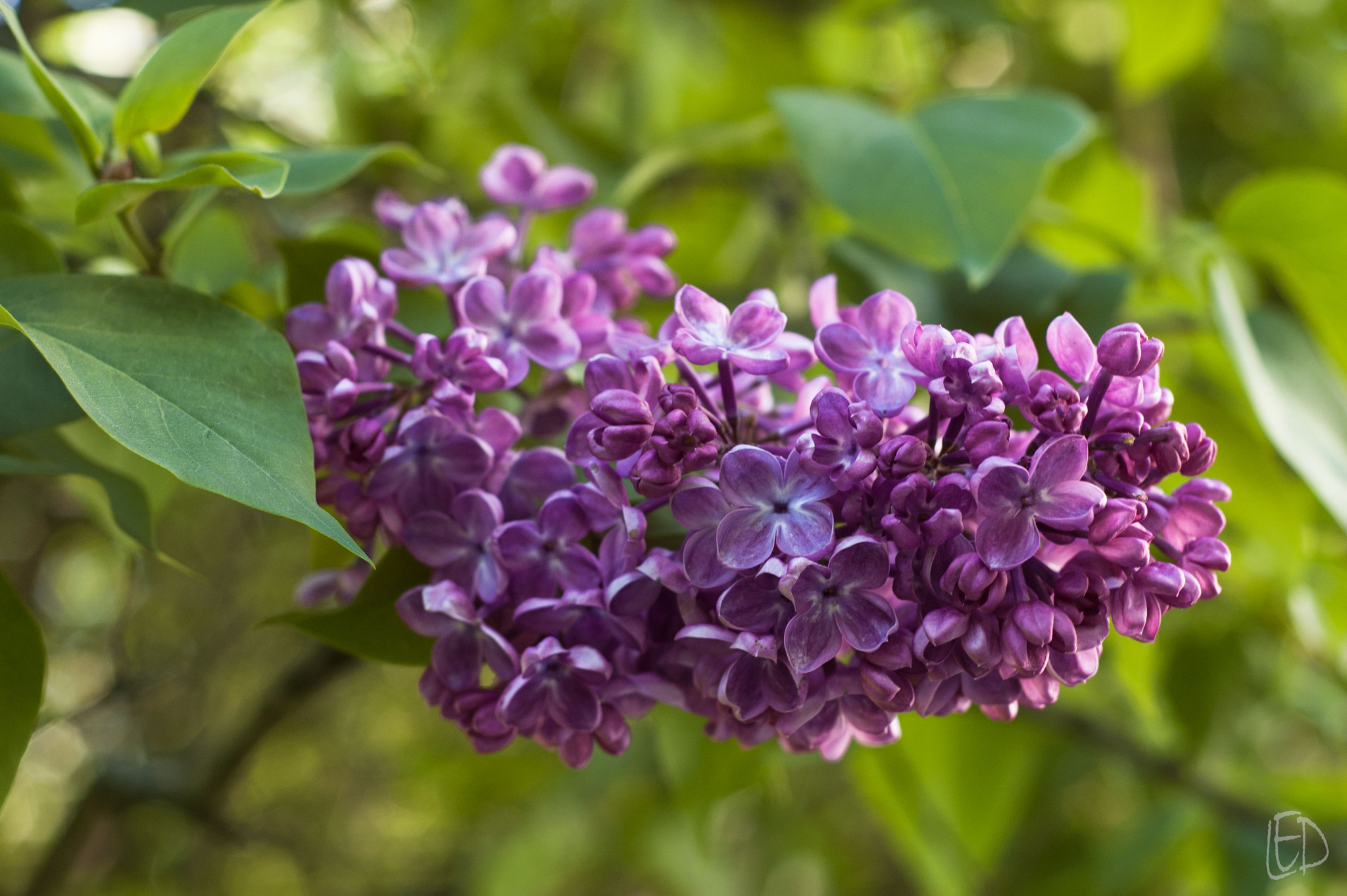 Nikon D70s + Nikon AF Nikkor 50mm F1.8D sample photo. Bunch of lilac photography