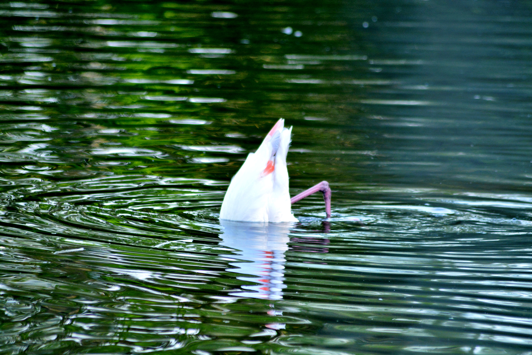 Sigma 70-300mm F4-5.6 APO Macro Super II sample photo
