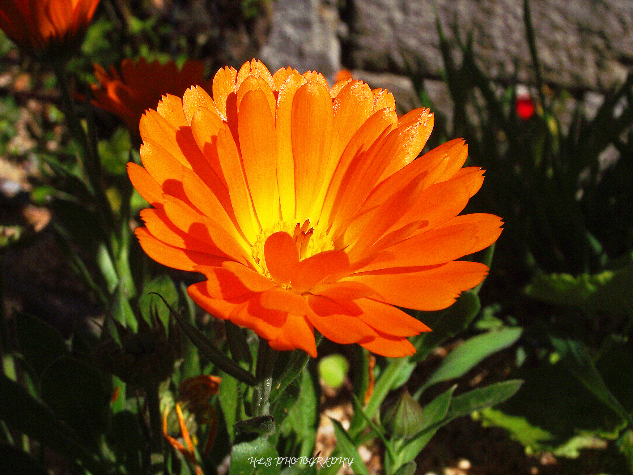 FujiFilm FinePix S1600 (FinePix S1770) sample photo. Orange flower photography