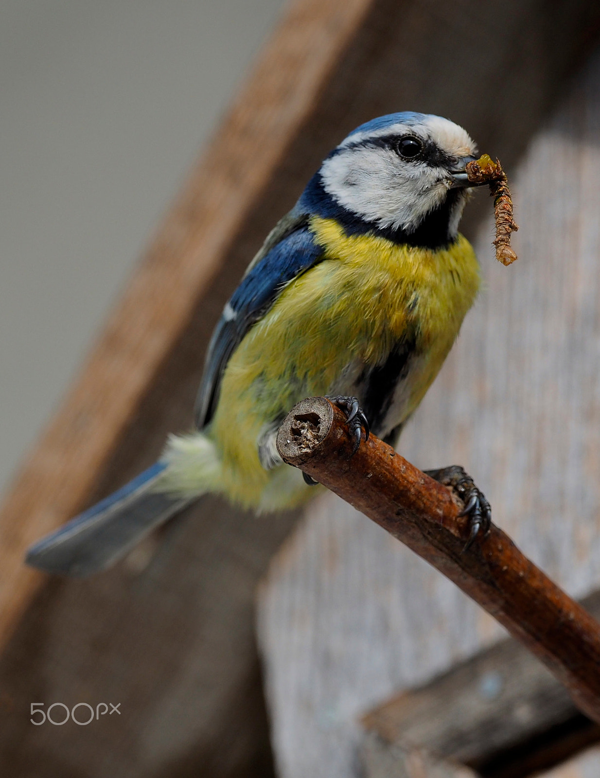 Olympus OM-D E-M5 II + OLYMPUS M.300mm F4.0 sample photo. Blaumeise mit raupe photography
