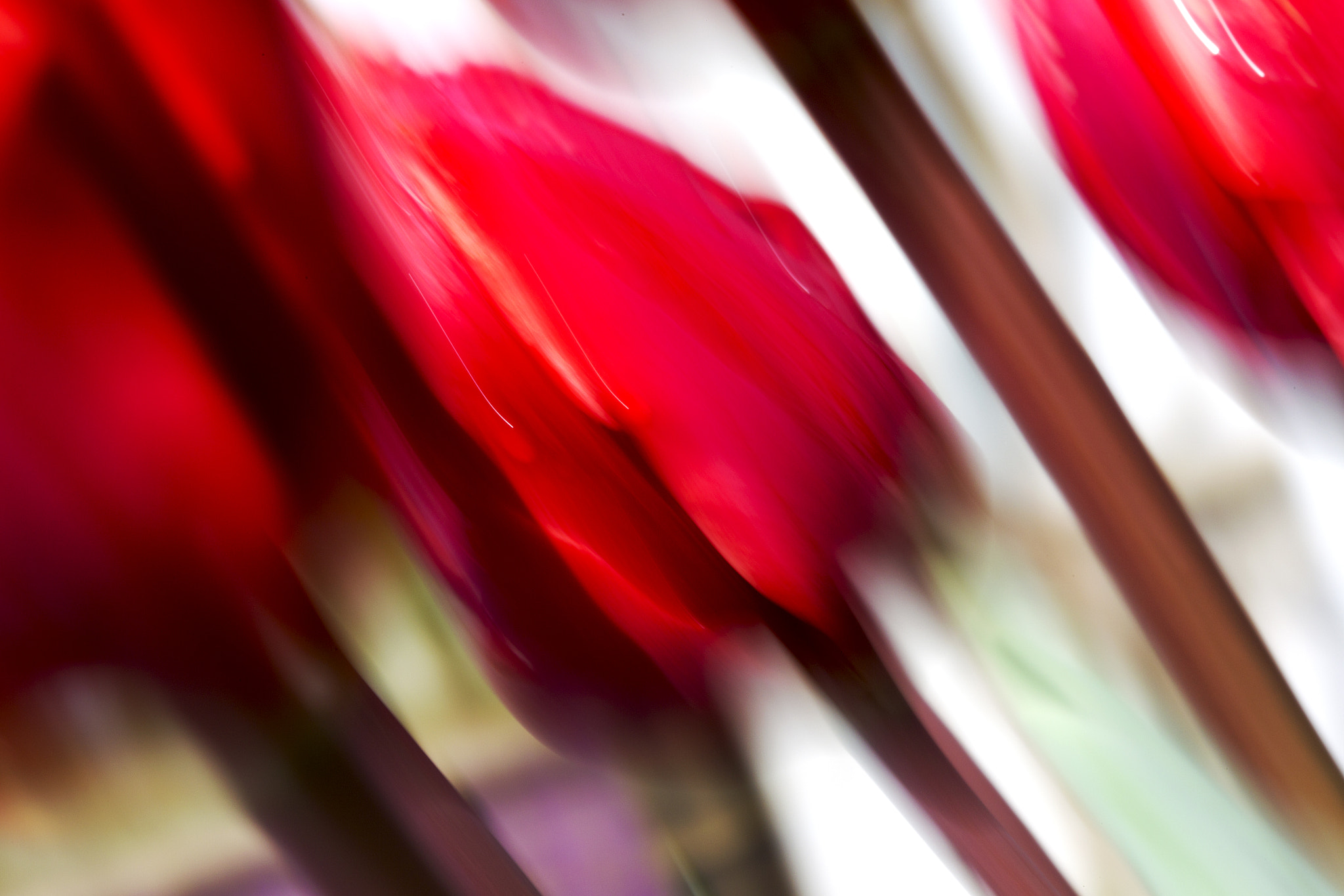 Canon EOS-1D Mark IV sample photo. Broken tulips photography