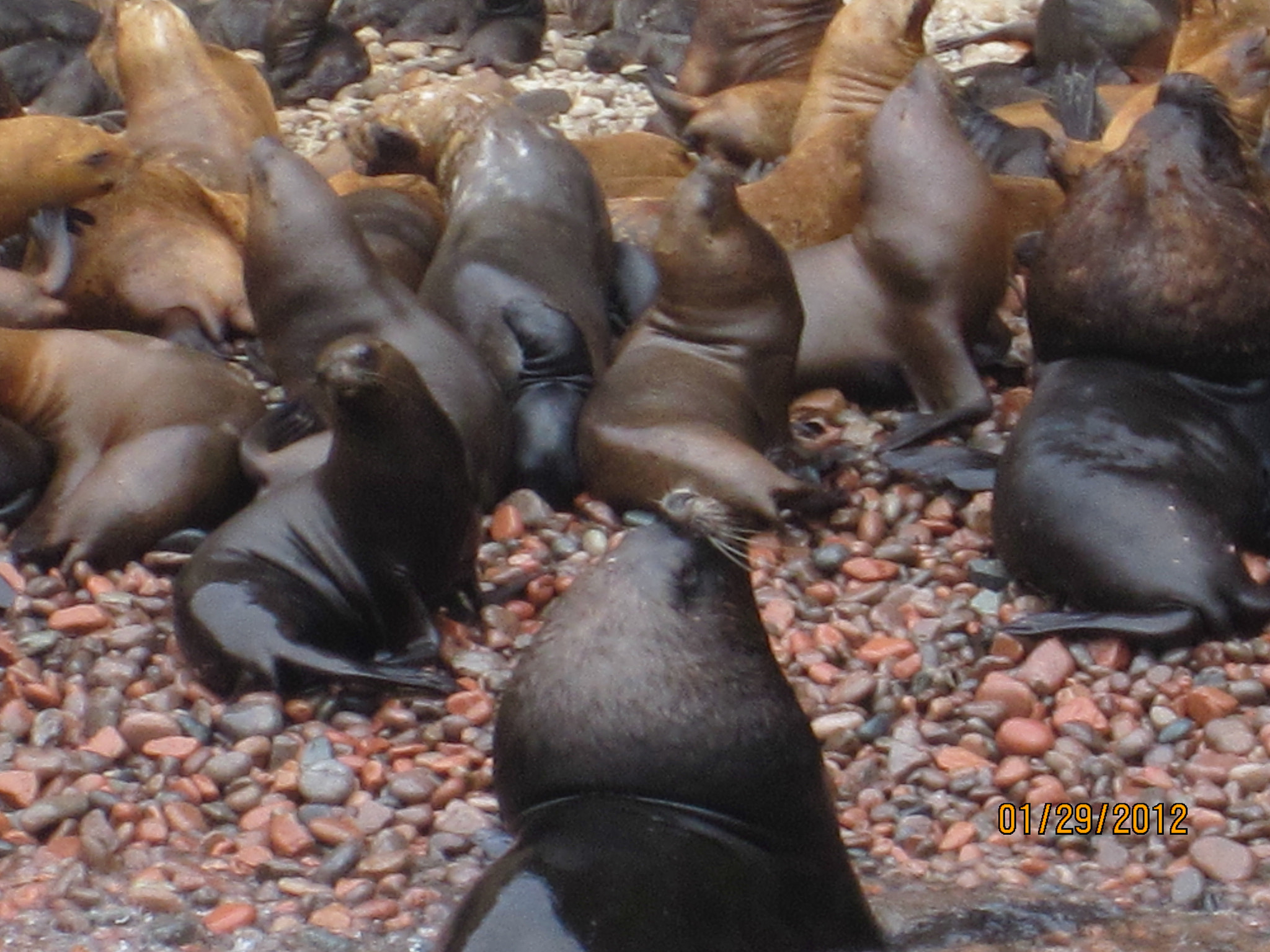 Canon PowerShot ELPH 300 HS (IXUS 220 HS / IXY 410F) sample photo. Ballestas islands photography