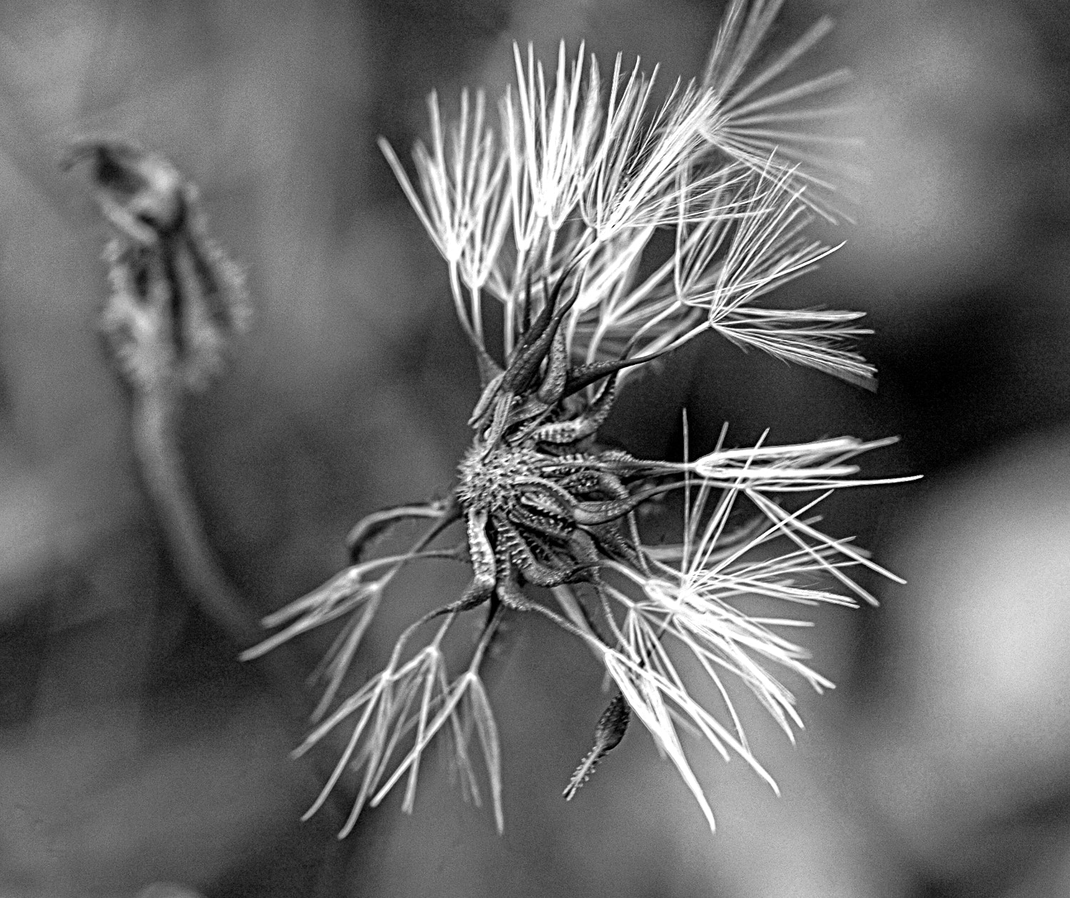Nikon D70s + Sigma Macro 90mm F2.8 sample photo. A photography