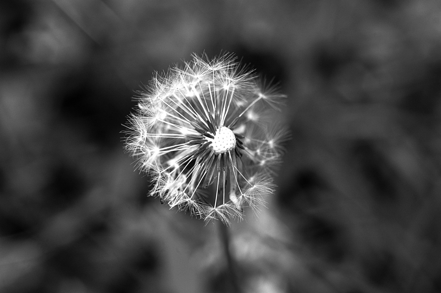 Nikon D70s + Sigma Macro 90mm F2.8 sample photo. A photography
