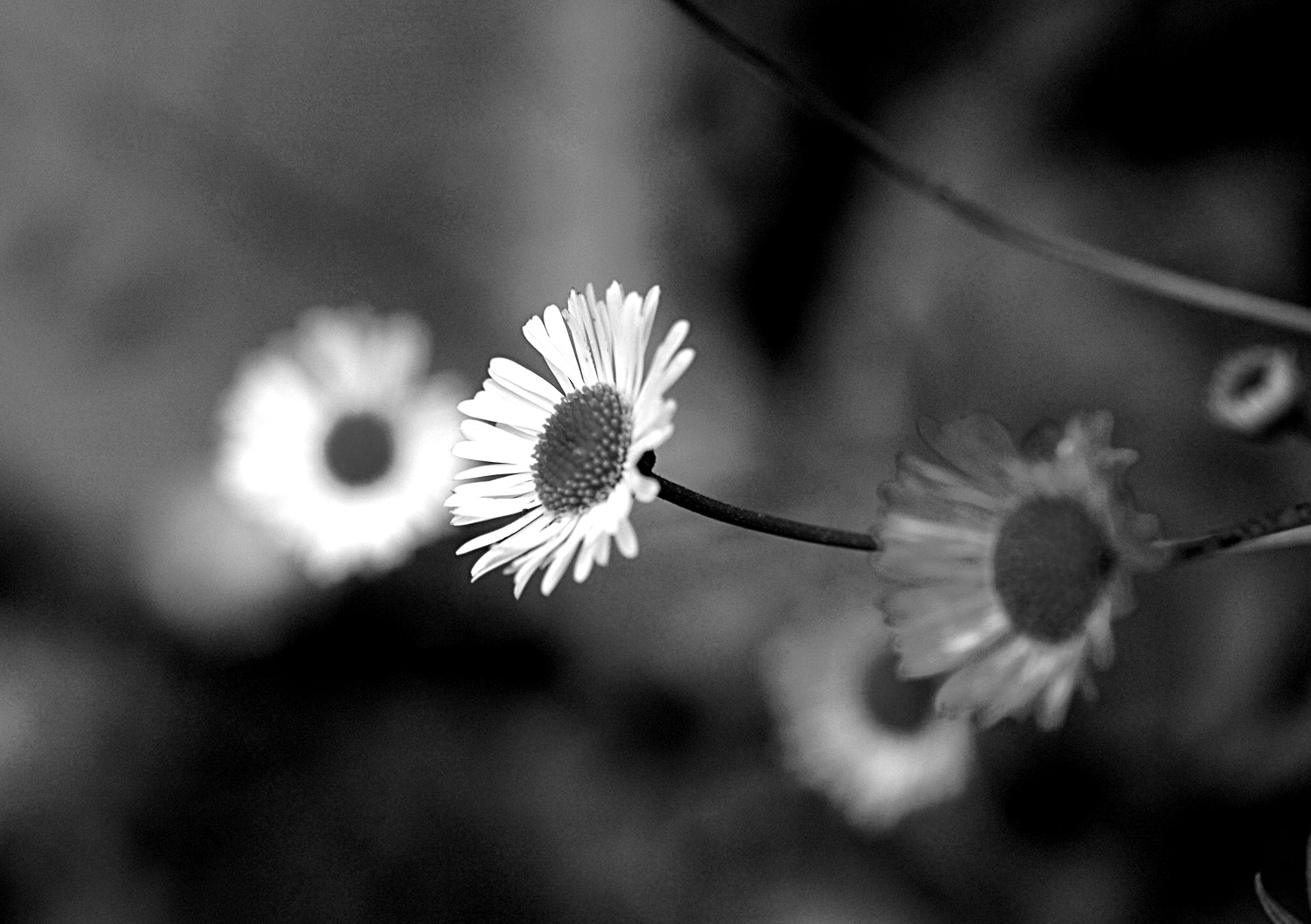 Nikon D70s + Sigma Macro 90mm F2.8 sample photo. A photography