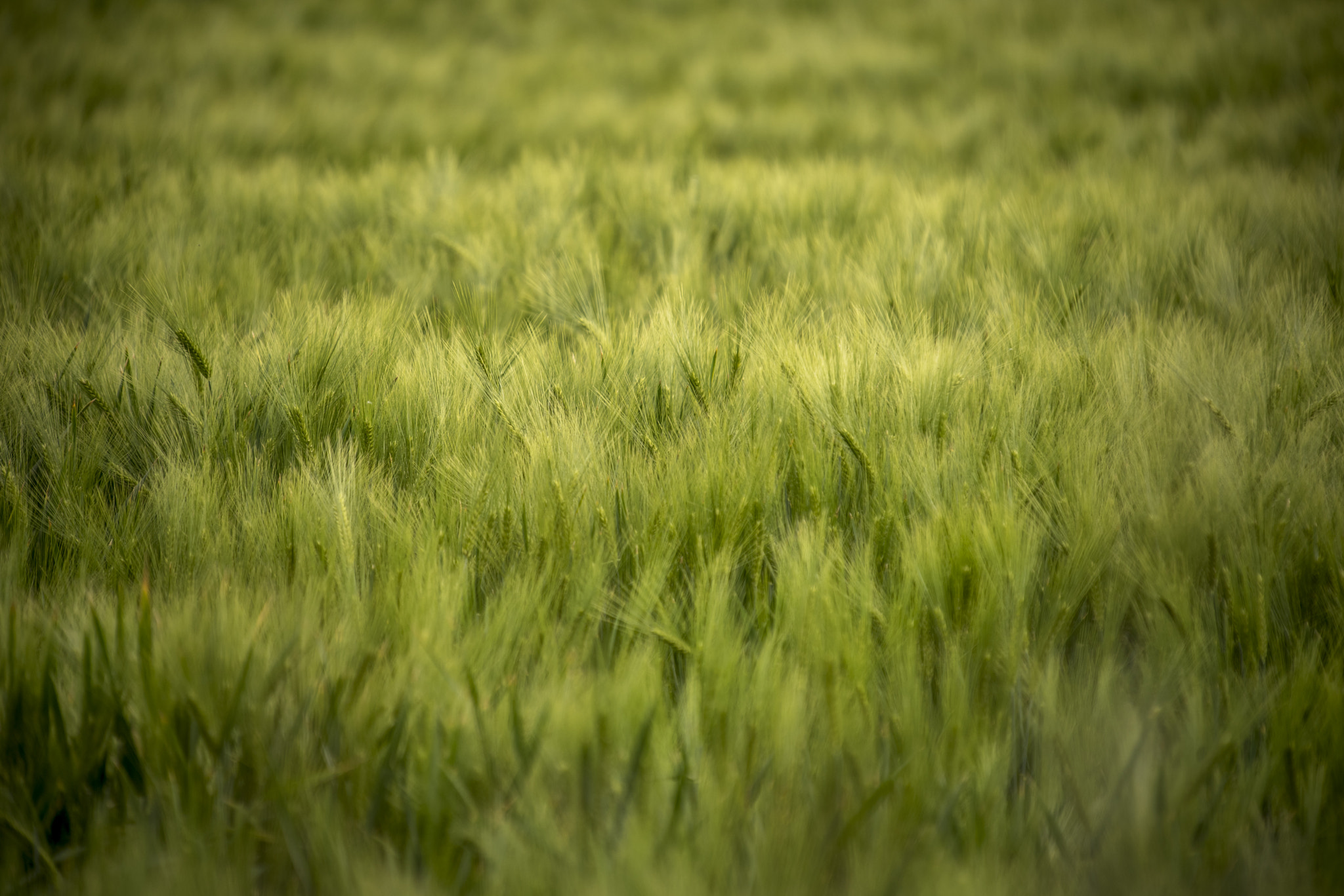 Sigma 50-500mm F4-6.3 EX APO RF HSM sample photo. Grain field photography