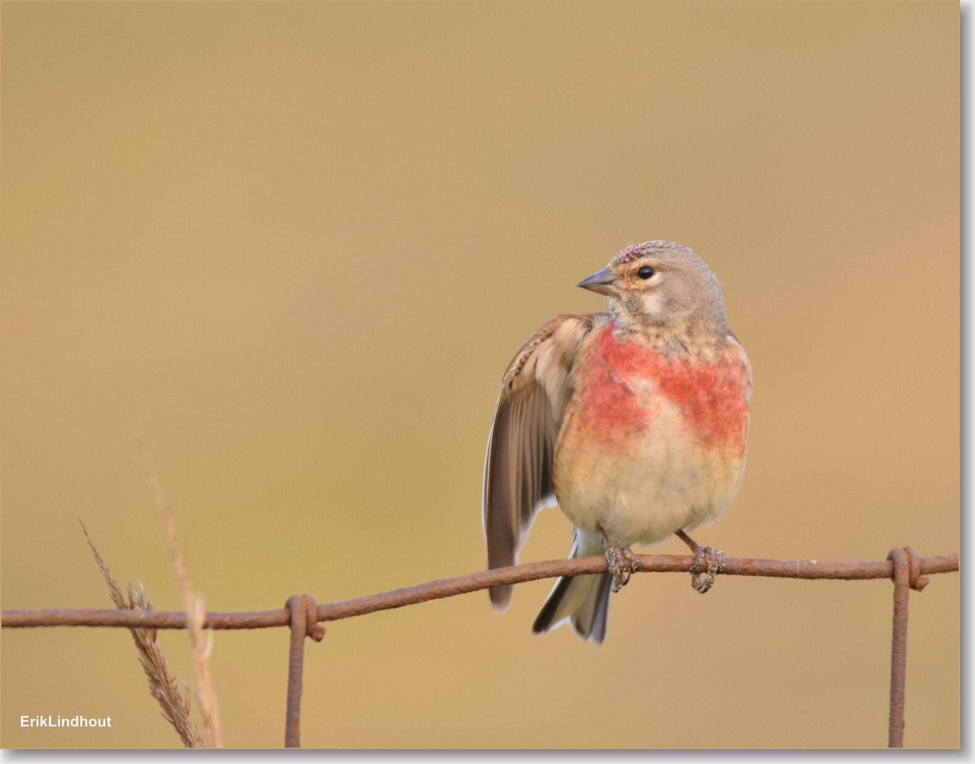 Sigma 150-600mm F5-6.3 DG OS HSM | C sample photo