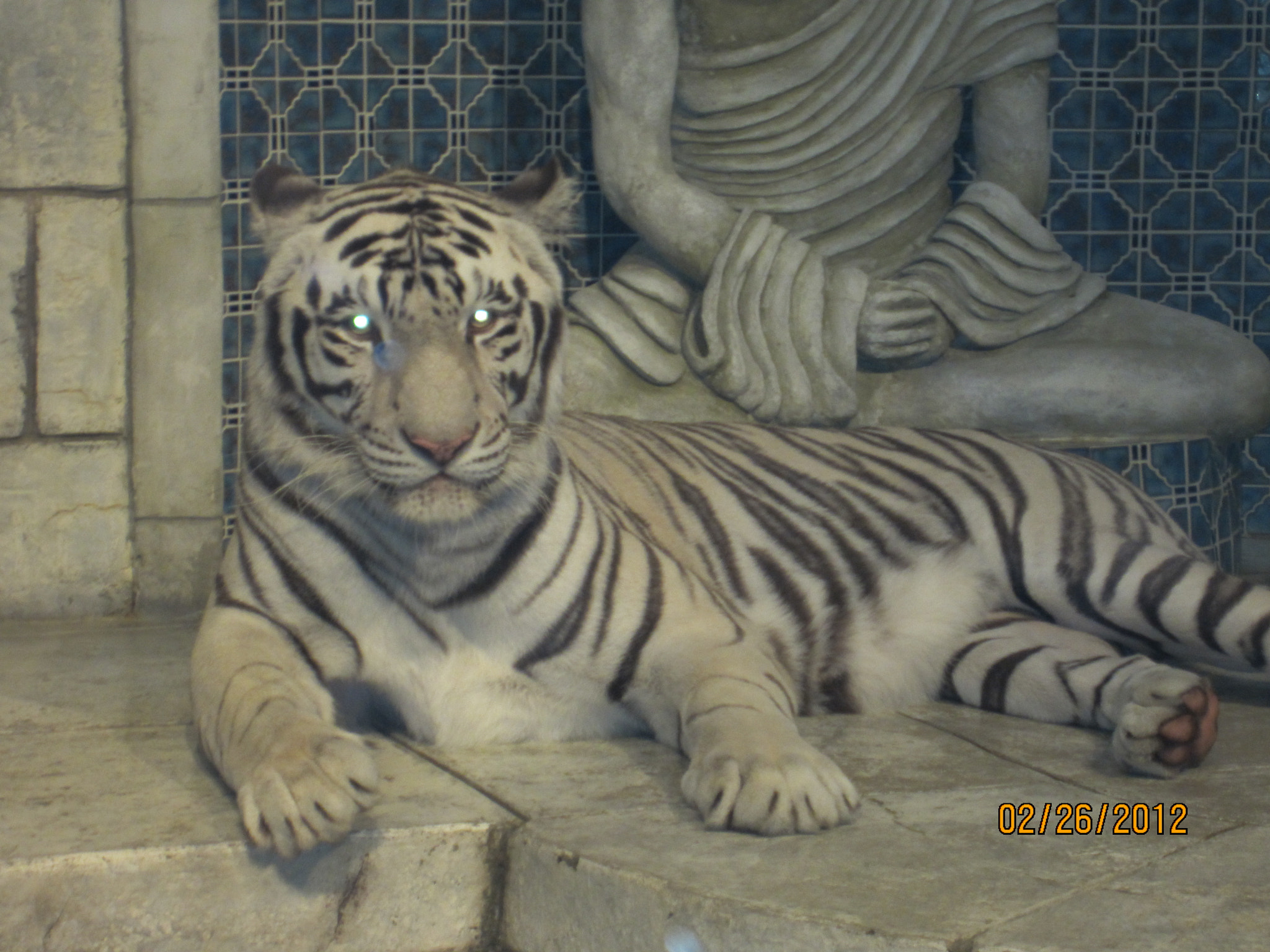 Canon PowerShot ELPH 300 HS (IXUS 220 HS / IXY 410F) sample photo. White tiger photography