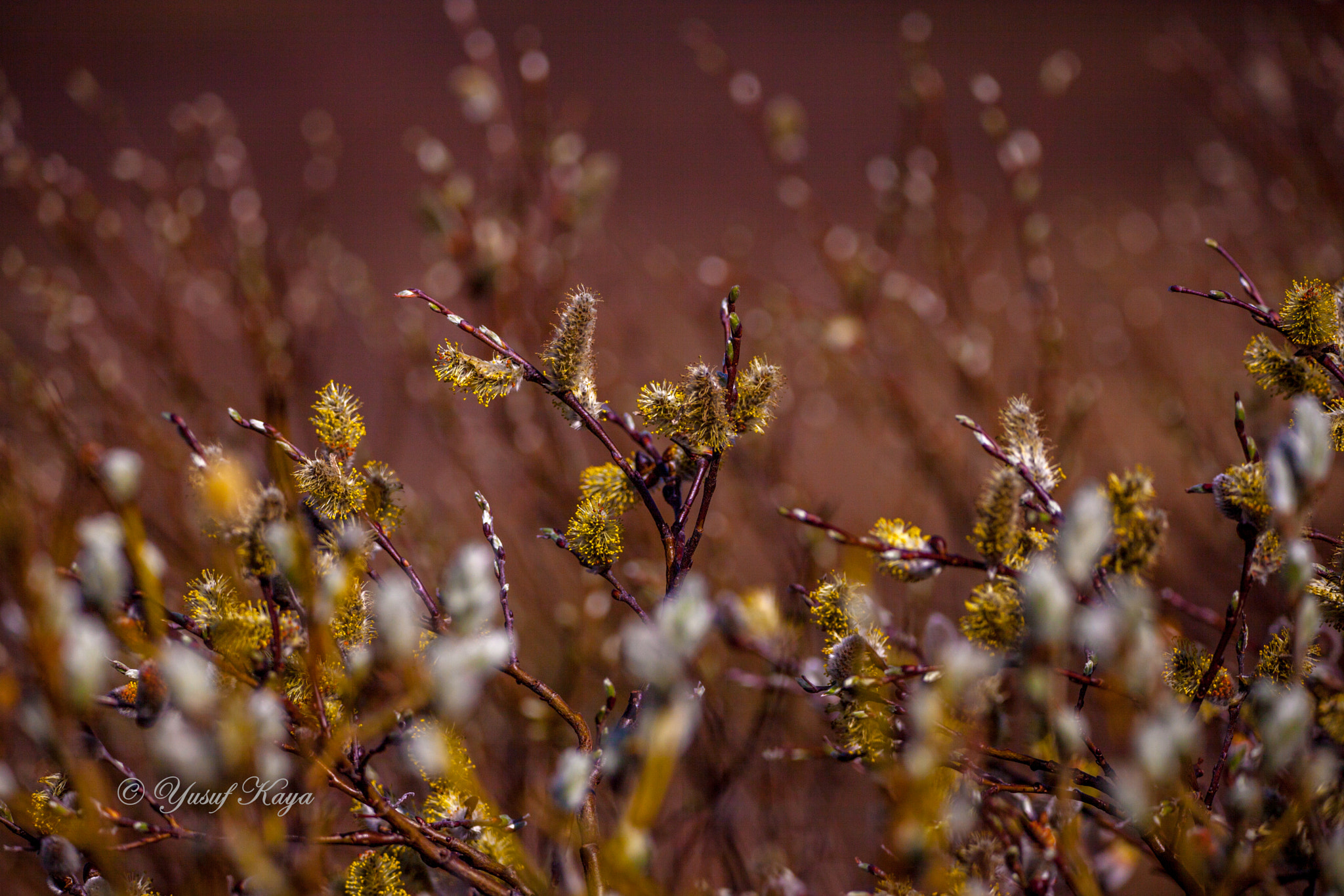 150-600mm F5-6.3 DG OS HSM | Contemporary 015 sample photo. Mountain bush photography