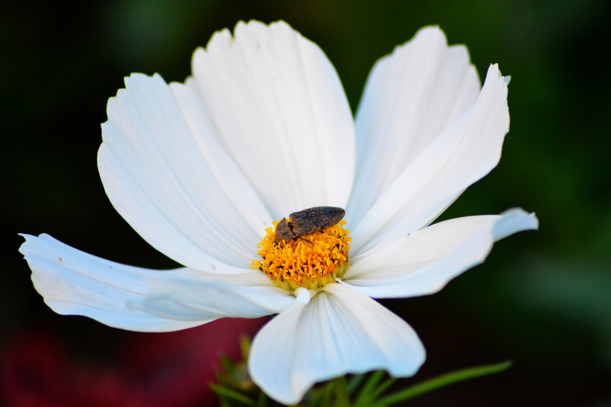 Sigma 70-300mm F4-5.6 APO Macro Super II sample photo