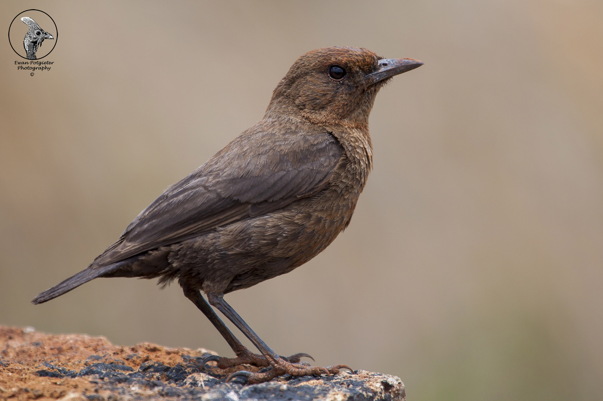 Canon EF 100-400mm F4.5-5.6L IS USM sample photo. Anteating chat ay rietvlei photography