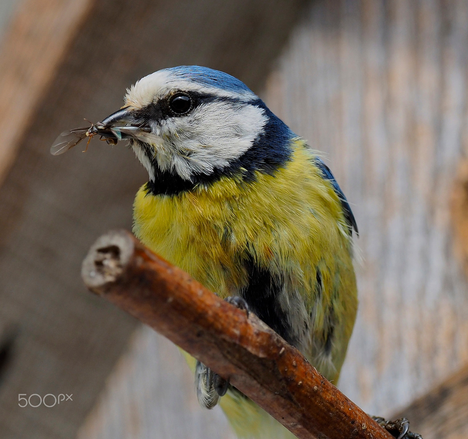 Olympus OM-D E-M5 II + OLYMPUS M.300mm F4.0 sample photo. Blaumeise mit insekt photography