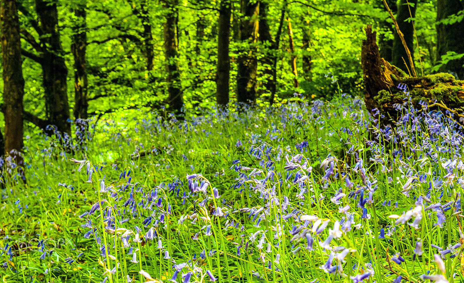 Nikon D2X sample photo. Sun kissed bluebells photography