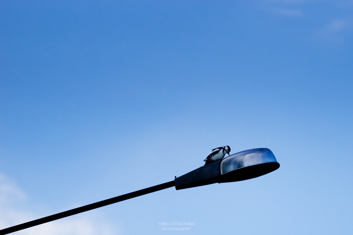 Sony 70-300mm F4.5-5.6 G SSM sample photo. Metal worker photography