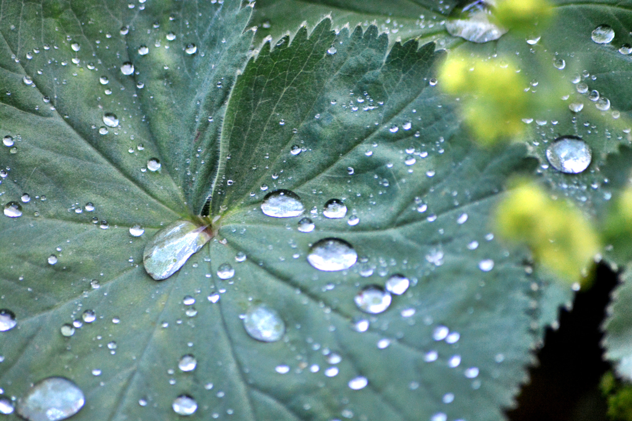 Sigma 70-300mm F4-5.6 APO Macro Super II sample photo
