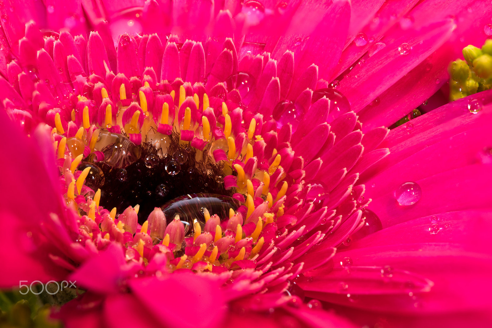 Sony a7 II + 90mm F2.8 Macro SSM sample photo. Gerbera macro photography