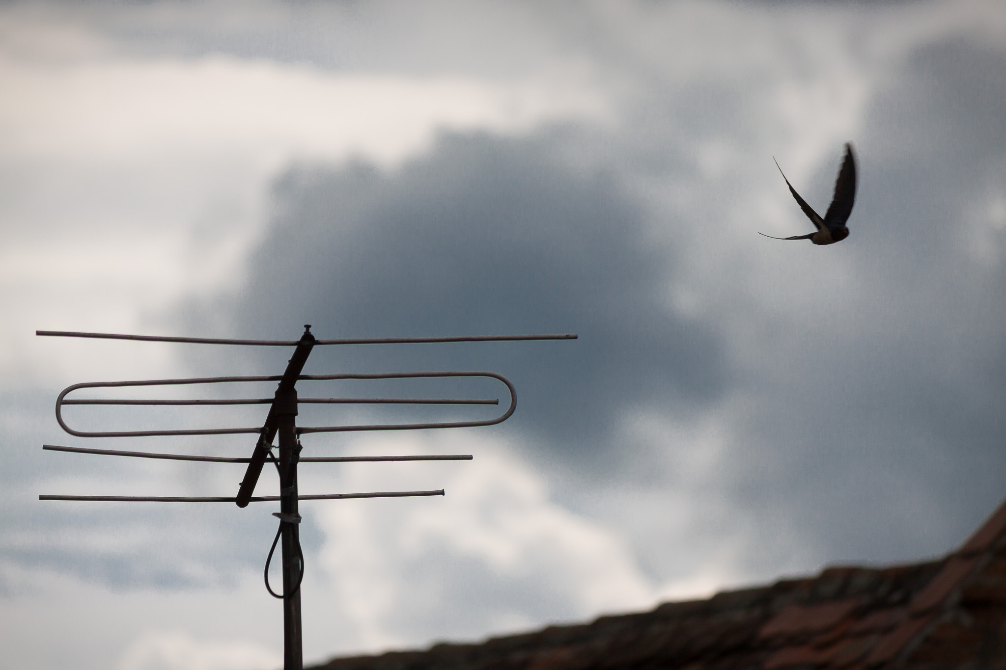 Canon EF-S 55-250mm F4-5.6 IS II sample photo. Fly away photography