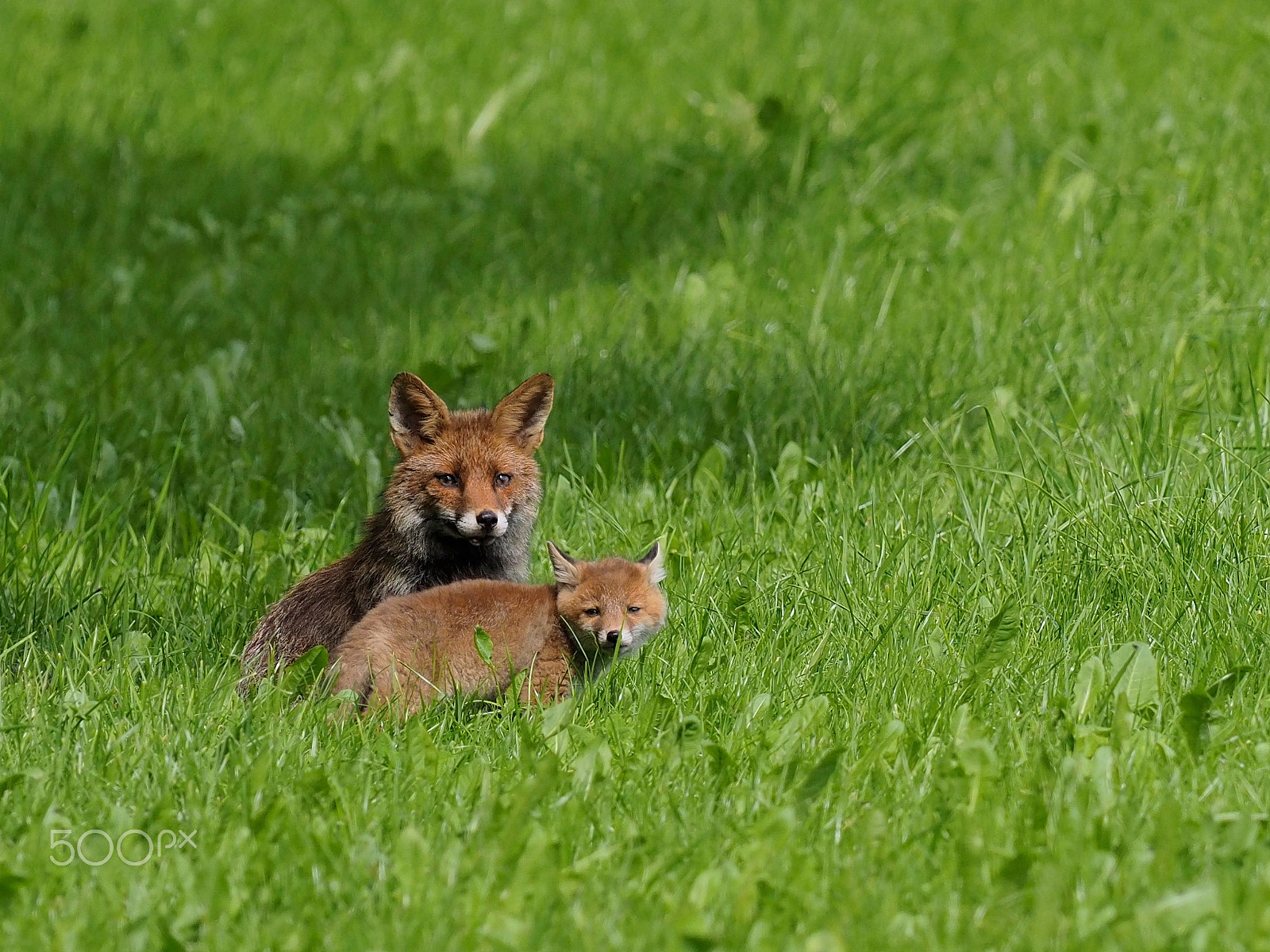 Olympus OM-D E-M5 II + OLYMPUS M.300mm F4.0 sample photo. Mutterfuchs mit kleinem photography