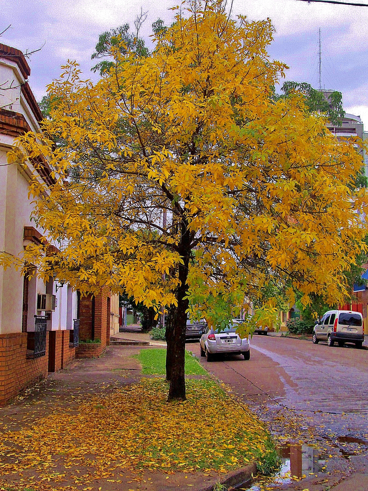 Canon PowerShot A3400 IS sample photo. Autumn leaves photography