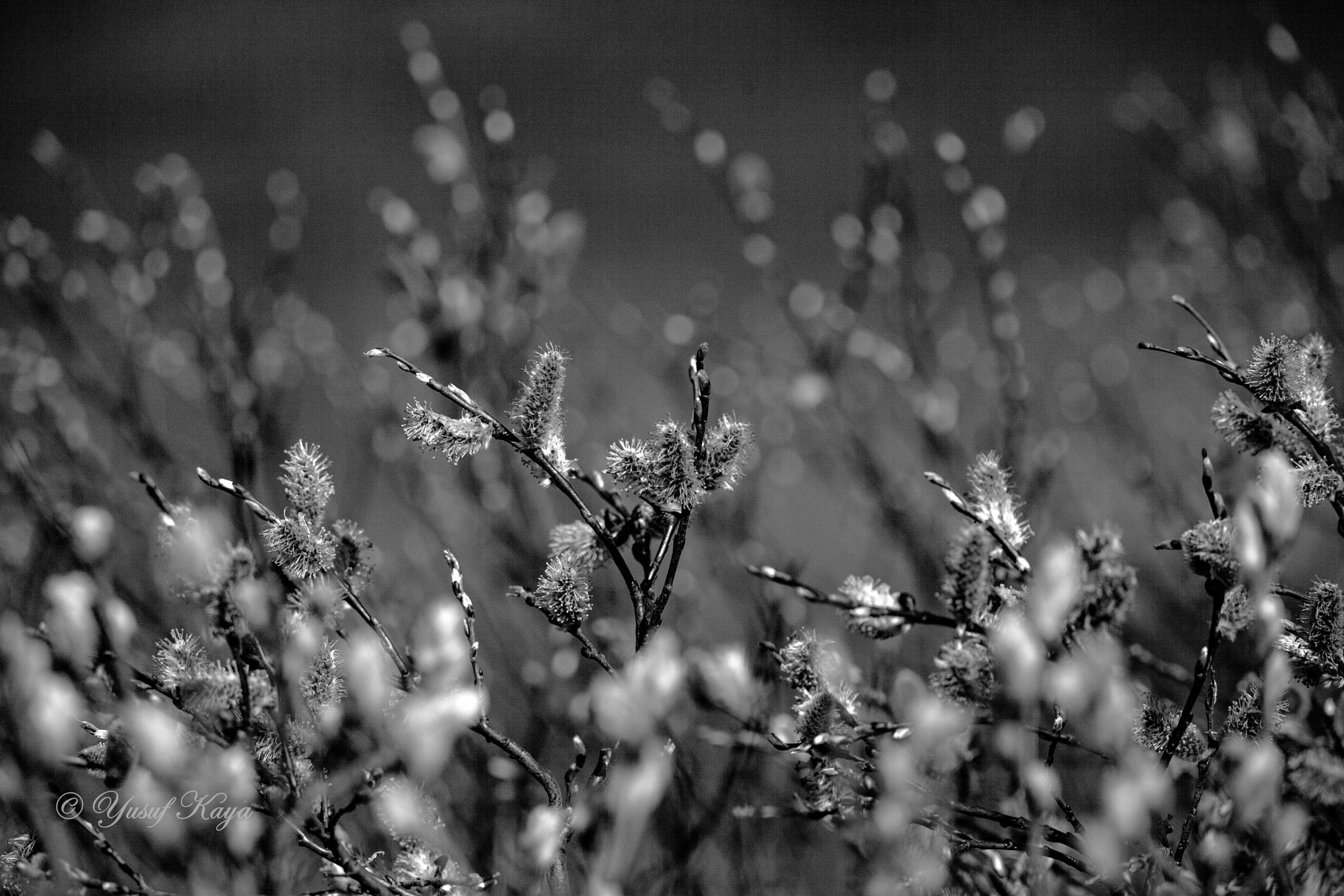 150-600mm F5-6.3 DG OS HSM | Contemporary 015 sample photo. Mountain bush bw photography