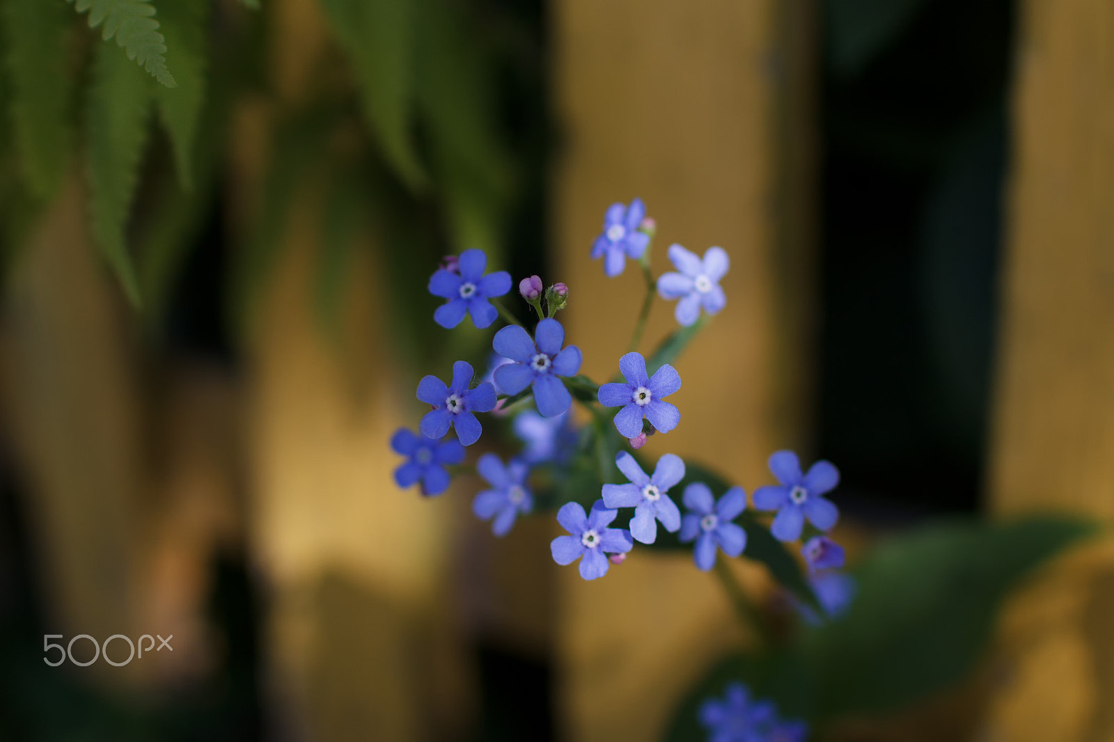 Sigma 30mm F1.4 EX DC HSM sample photo. Little blue flowers photography