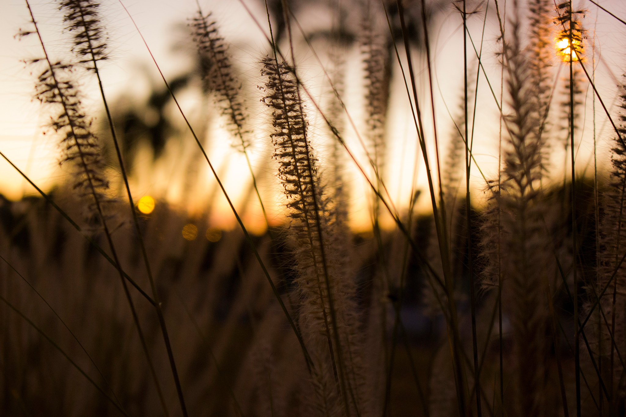 Canon EOS 550D (EOS Rebel T2i / EOS Kiss X4) sample photo. Dawn photography