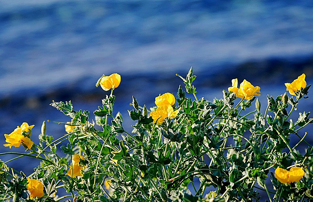 Nikon D80 + Sigma 70-300mm F4-5.6 APO Macro Super II sample photo. Les fleurs au bord de la mer photography