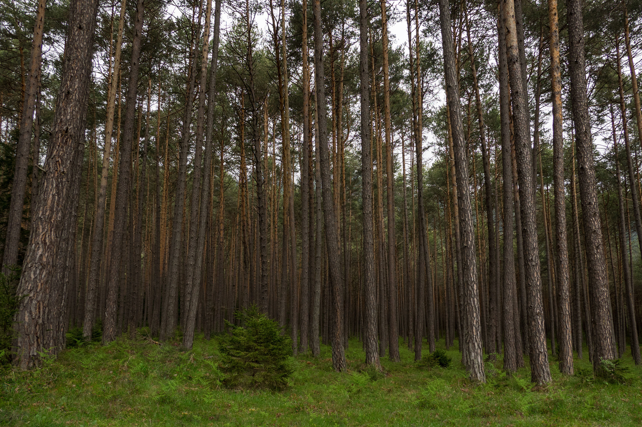 Panasonic Lumix G X Vario 12-35mm F2.8 ASPH Power OIS sample photo. Eery woods photography