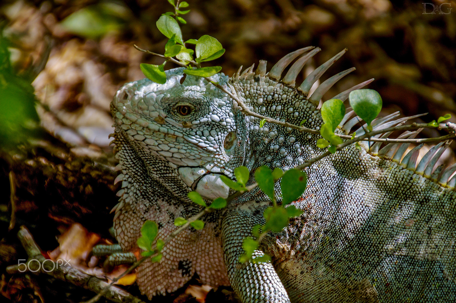 Sigma 18-250mm F3.5-6.3 DC OS HSM sample photo. Leguan - 05 photography