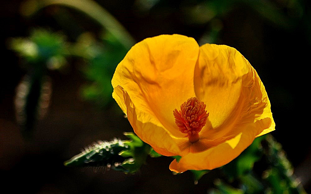 Sigma 70-300mm F4-5.6 APO Macro Super II sample photo. La fleure jaune photography