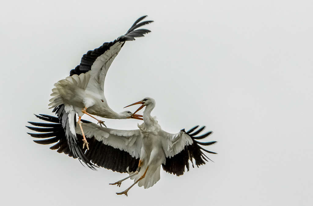 Sony 70-400mm F4-5.6 G SSM II sample photo. Air-fight photography
