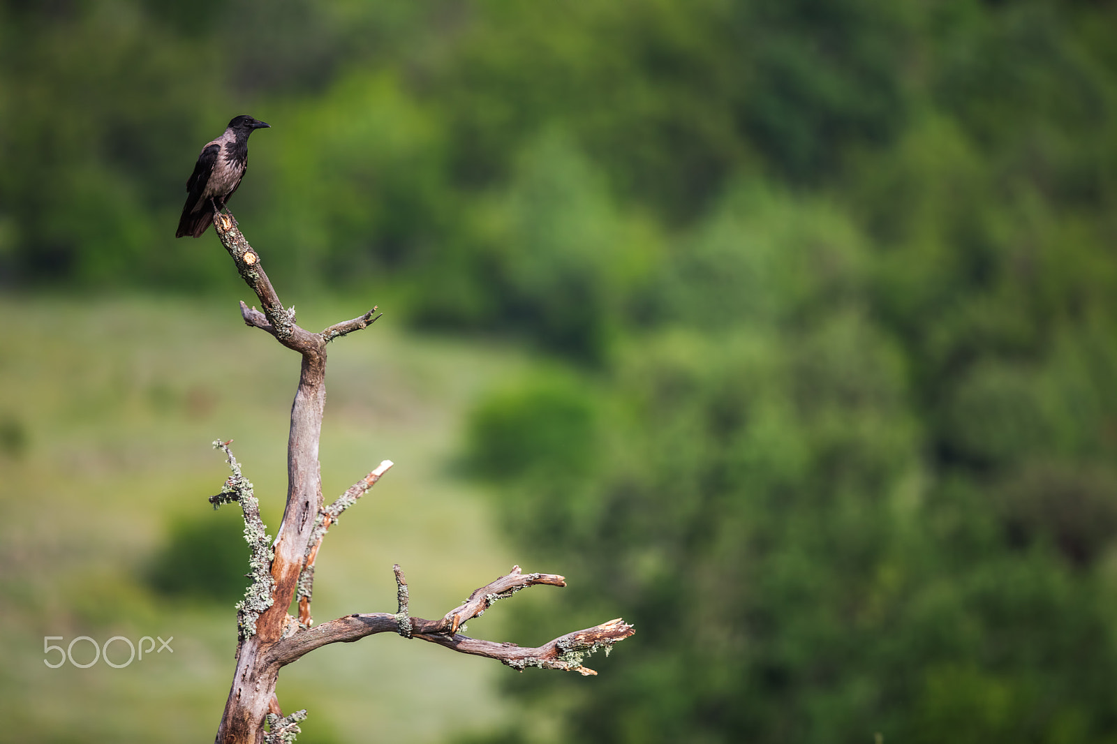 Canon EOS 5DS + Canon EF 500mm F4L IS II USM sample photo. Jackdaw on branch over green background photography