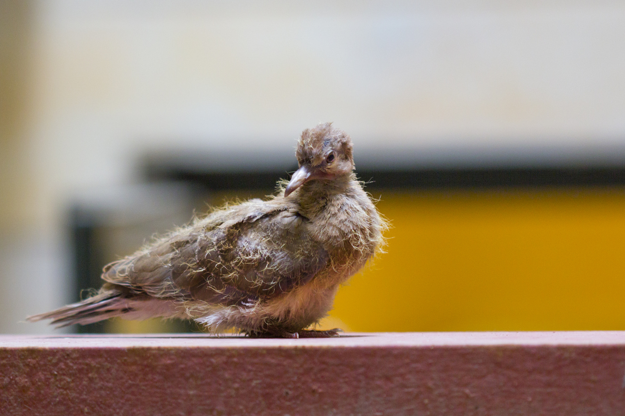 Canon EOS 600D (Rebel EOS T3i / EOS Kiss X5) sample photo. Bird chicken .jpg photography