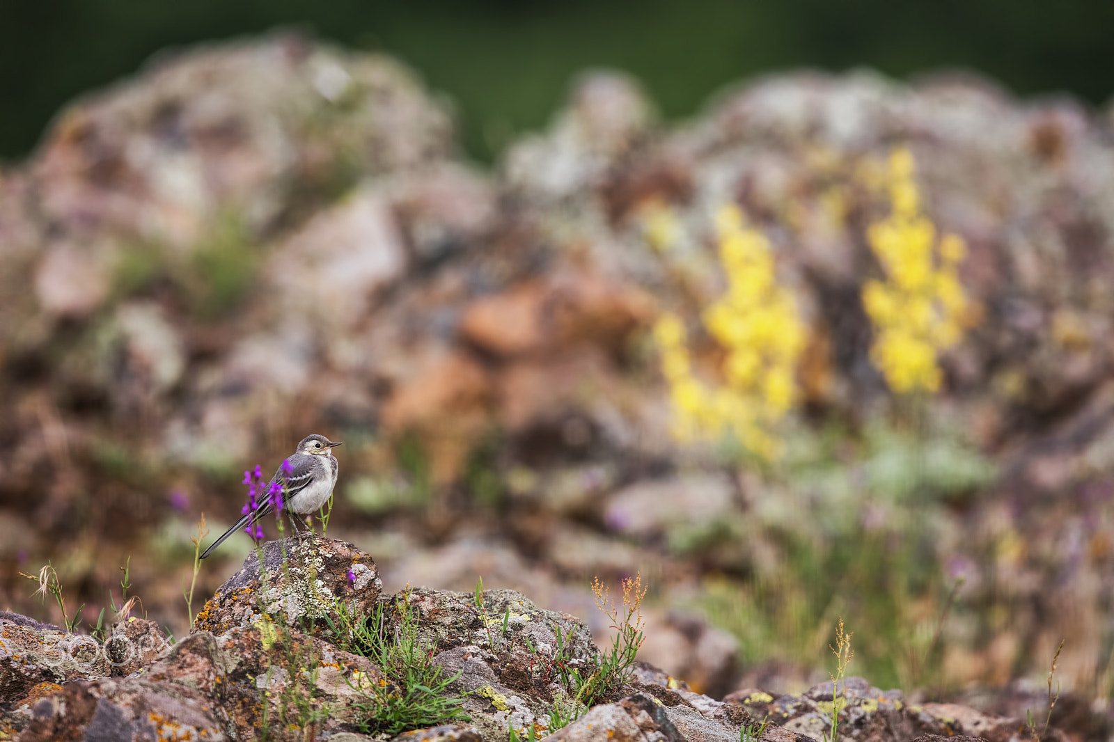 Canon EF 500mm F4L IS II USM sample photo. View of beautiful bird motacilla alba. photography