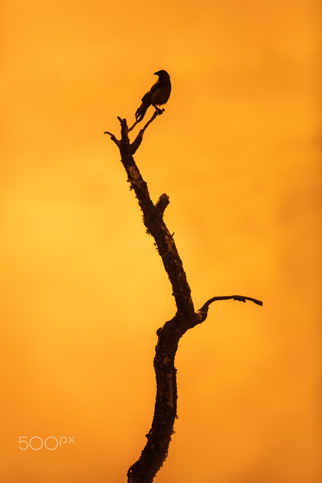 Canon EOS 5DS + Canon EF 500mm F4L IS II USM sample photo. Jackdaw on branch over sunrise background photography