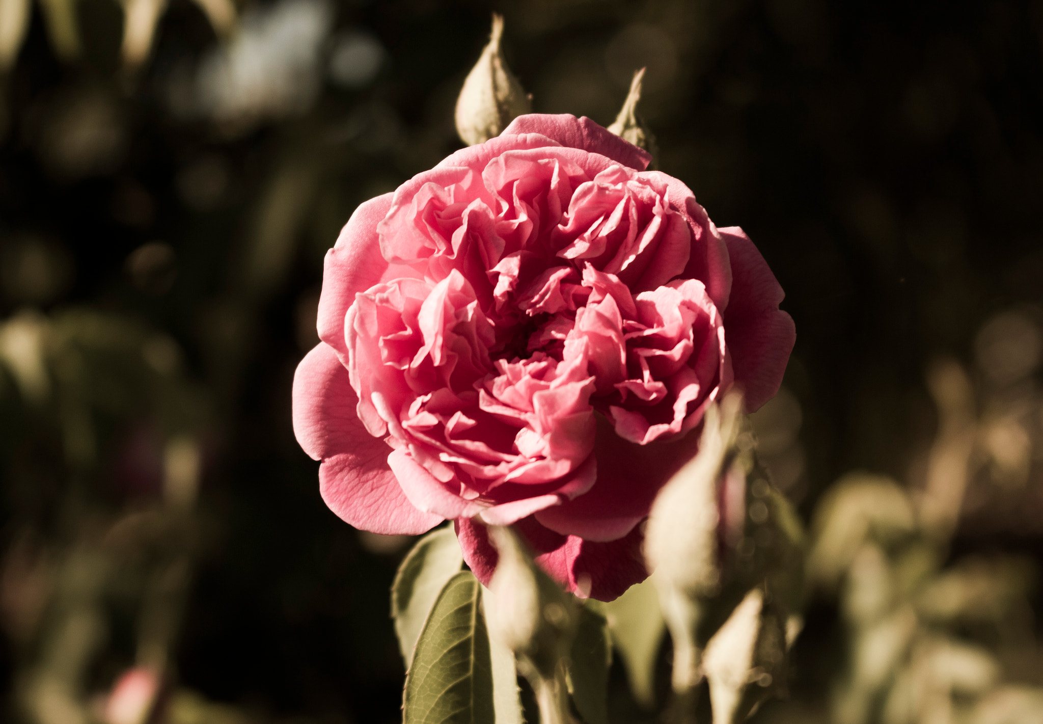 Canon EOS 550D (EOS Rebel T2i / EOS Kiss X4) sample photo. Flower photography