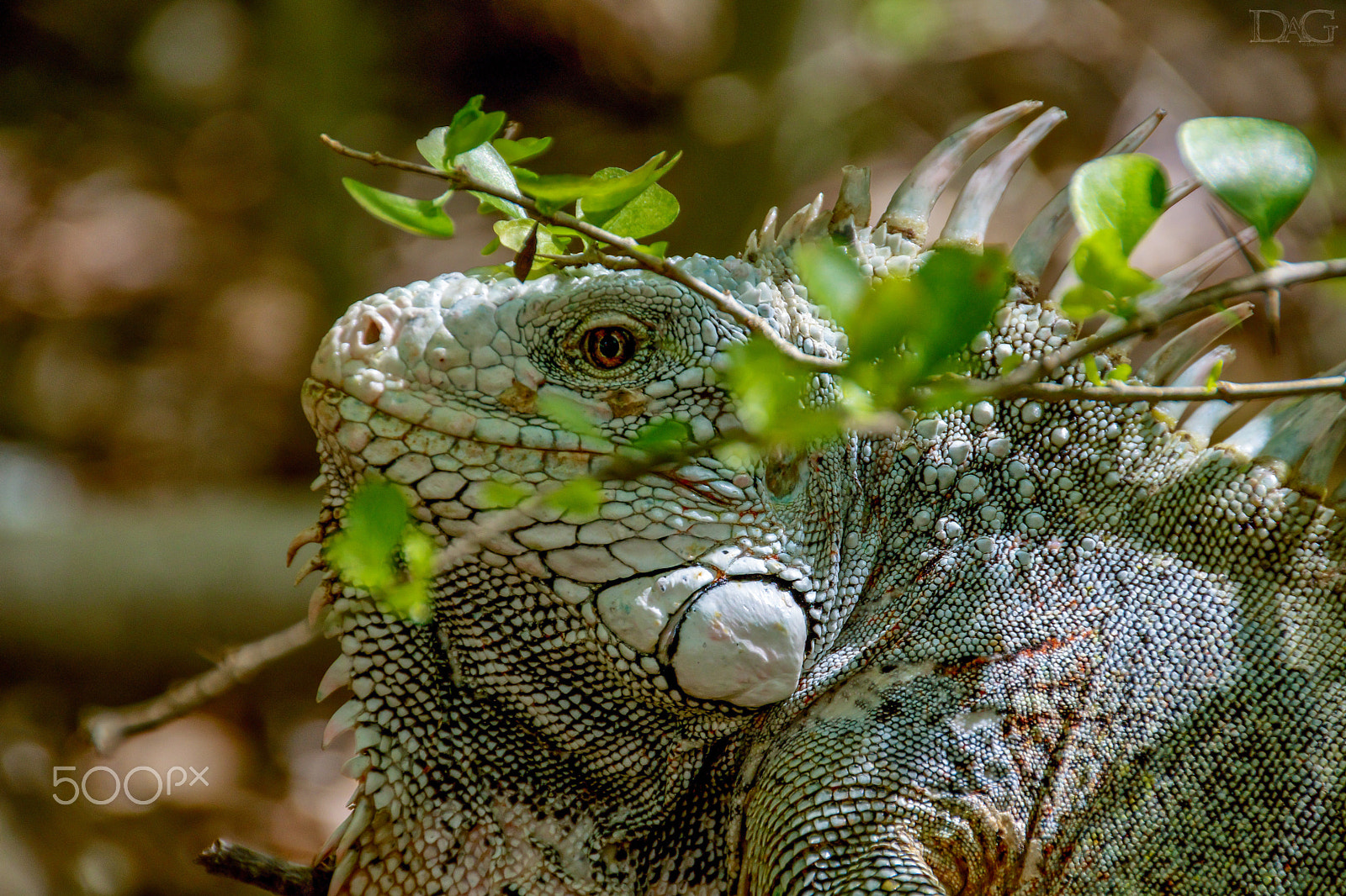 Sigma 18-250mm F3.5-6.3 DC OS HSM sample photo. Leguan - 06 photography