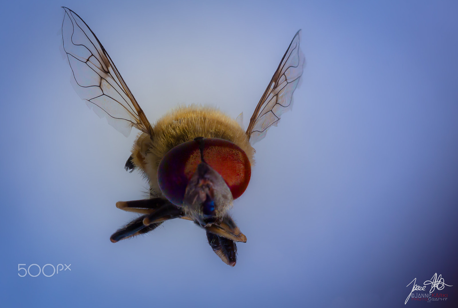 Canon EF-S 60mm F2.8 Macro USM sample photo. Bug who tried to fly photography