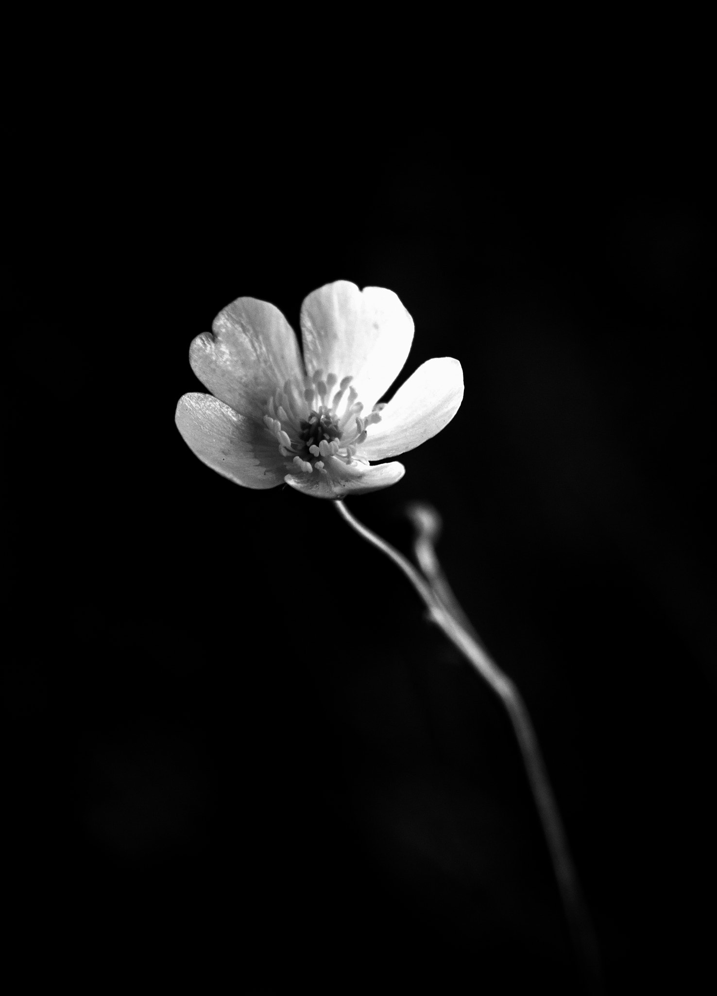 Canon EF-S 18-55mm F3.5-5.6 sample photo. Silence photography