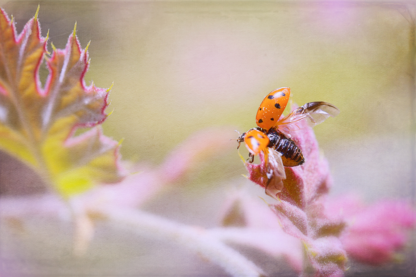 Sigma 105mm F2.8 EX DG OS HSM sample photo. Cox photography