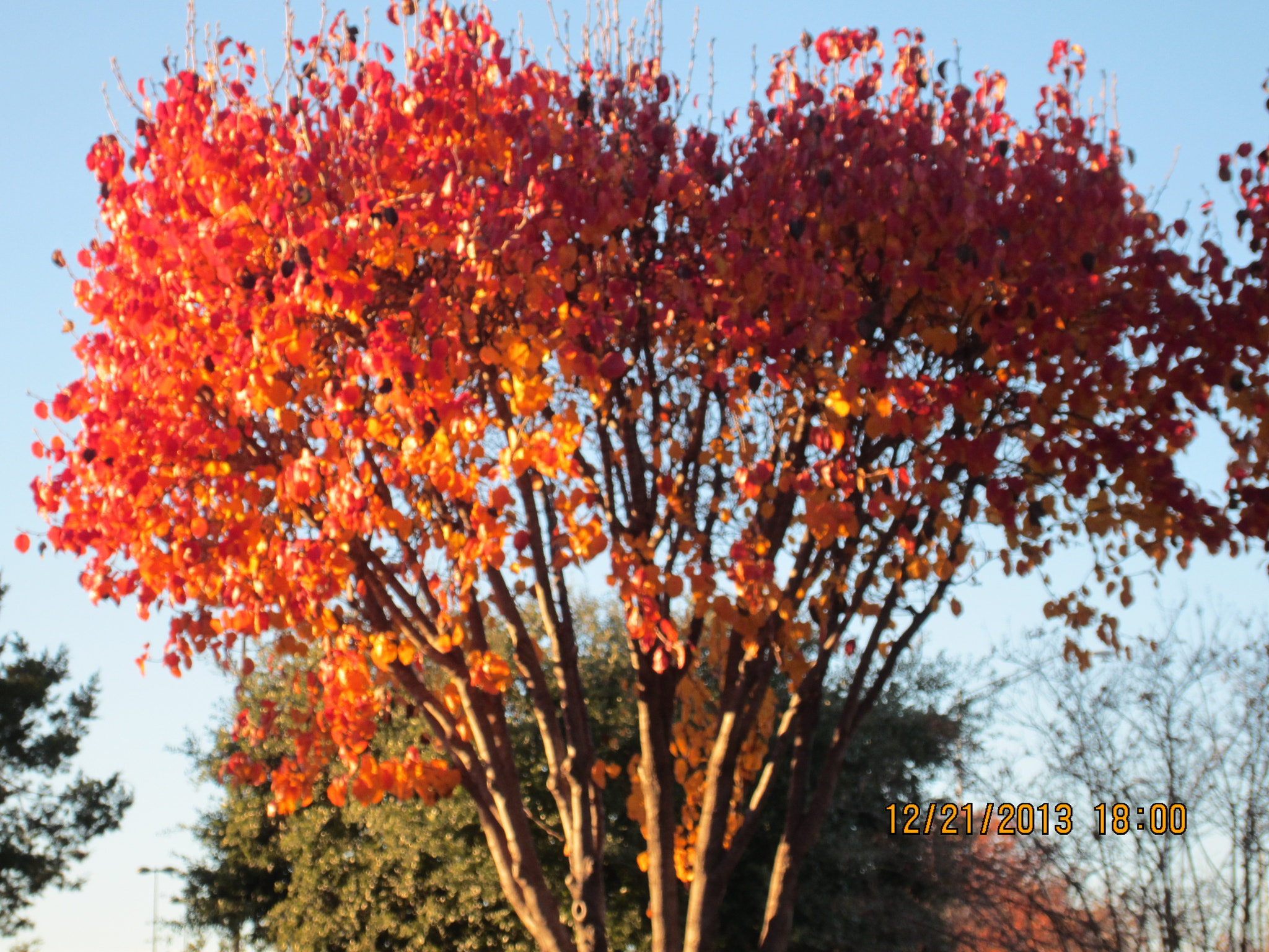 Canon PowerShot ELPH 300 HS (IXUS 220 HS / IXY 410F) sample photo. Tree with red leaves photography