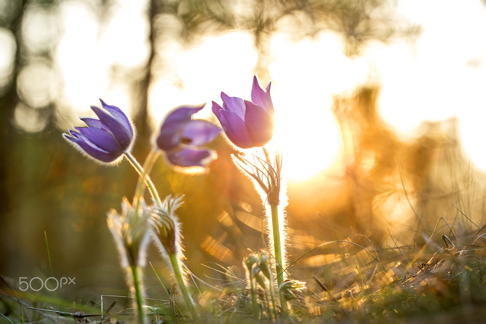 Sigma 150mm f/2.8 EX DG OS HSM APO Macro sample photo. Eastern pasqueflower photography