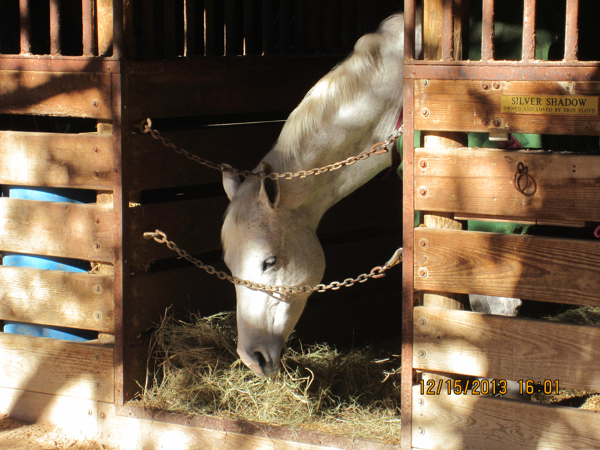 Canon PowerShot ELPH 300 HS (IXUS 220 HS / IXY 410F) sample photo. Horse photography