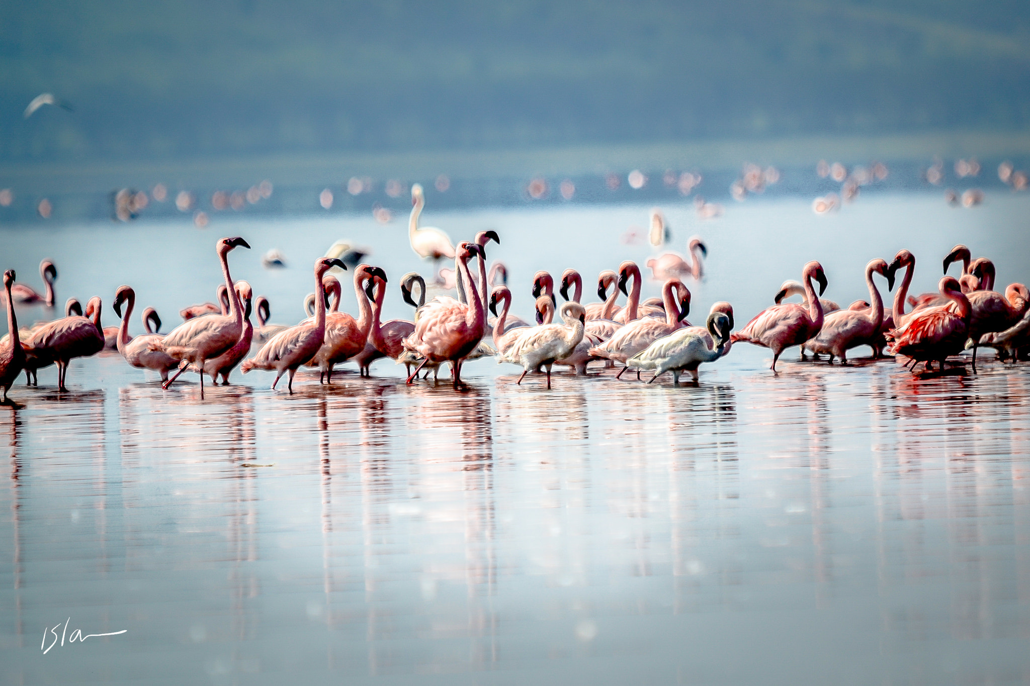 Sigma 150-500mm F5-6.3 DG OS HSM sample photo. Flamingos photography