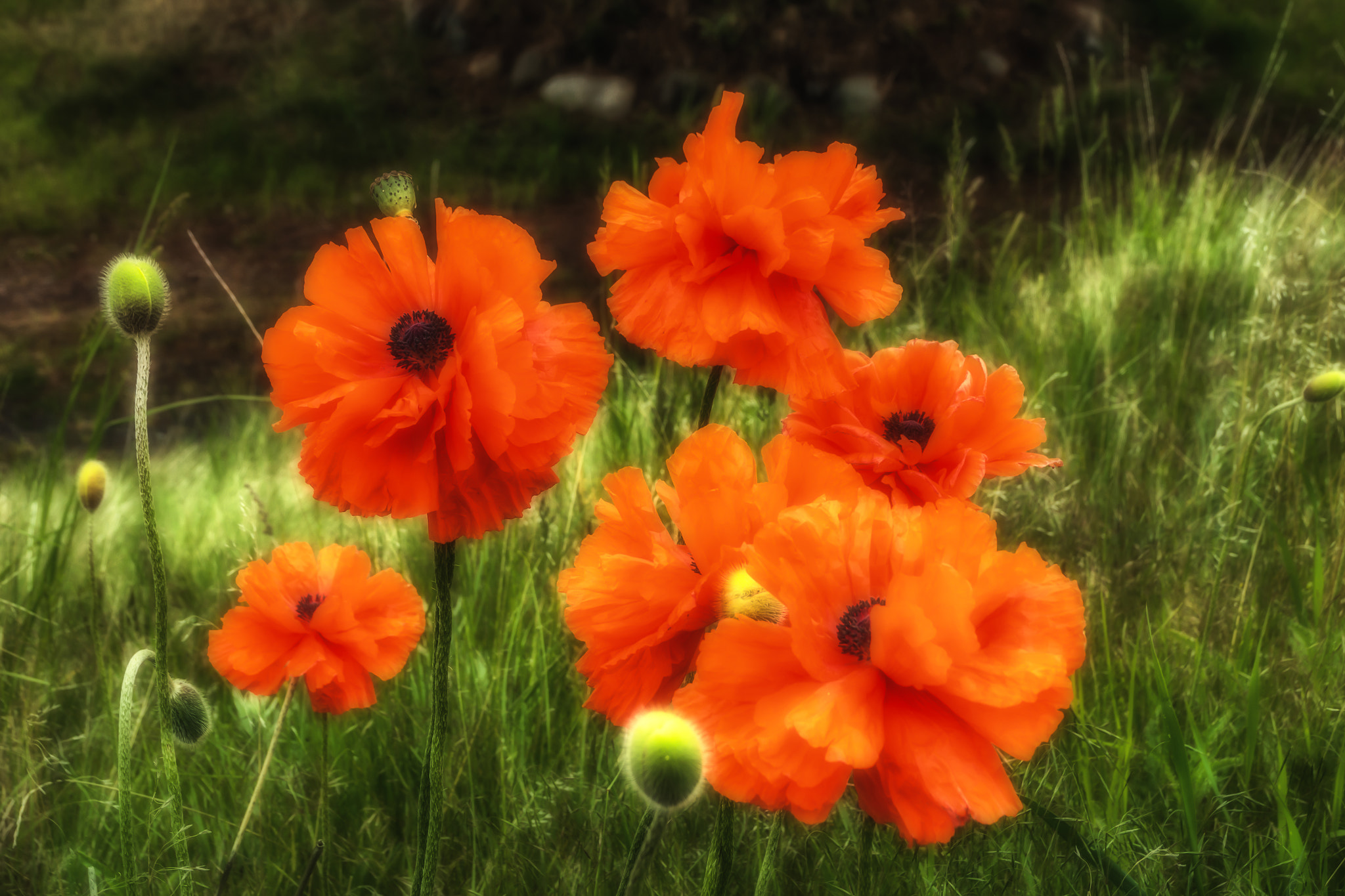 Sony ILCA-77M2 sample photo. Poppies in the field, oregon photography