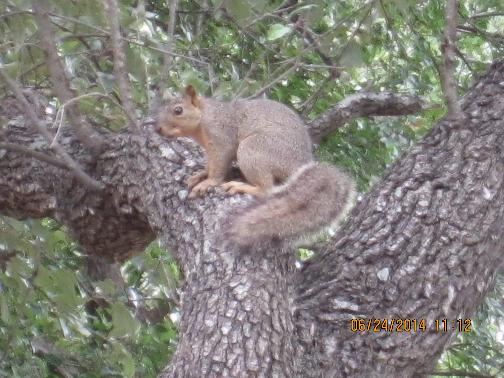 Canon PowerShot ELPH 300 HS (IXUS 220 HS / IXY 410F) sample photo. Squirrel photography