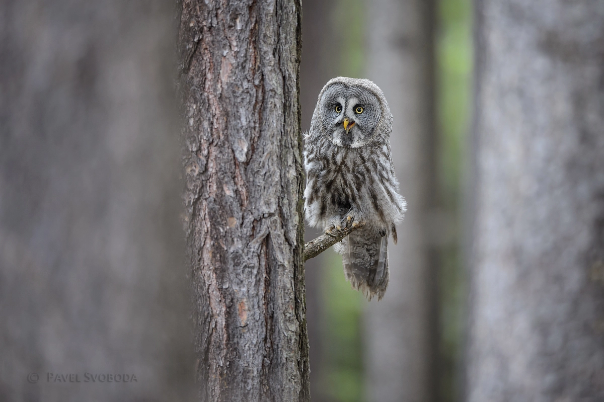 Nikon AF-S Nikkor 400mm F2.8E FL ED VR sample photo. Great grey owl photography
