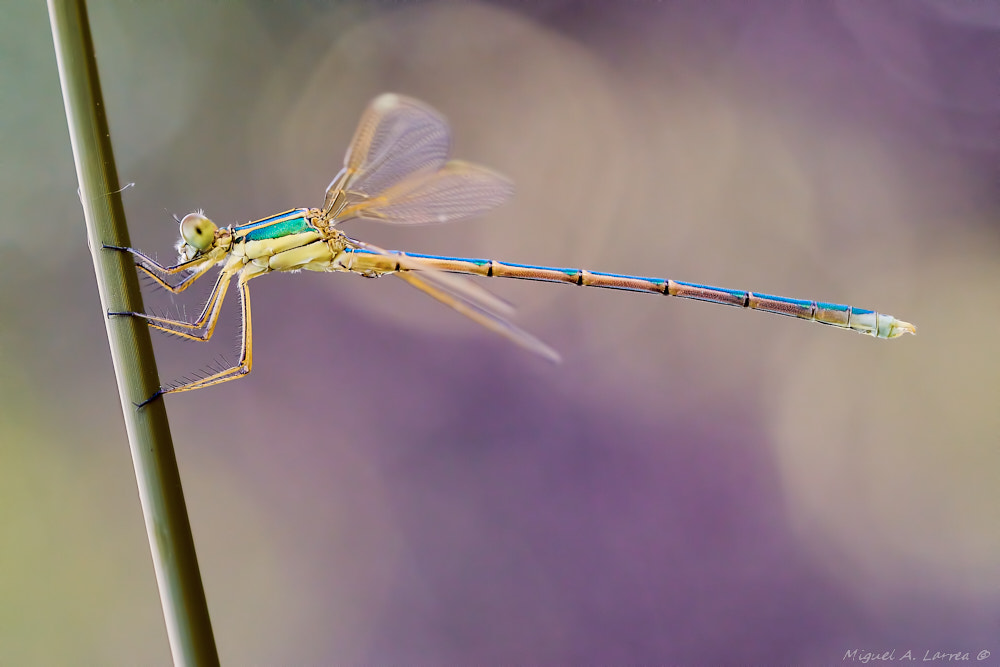 Sony ILCA-77M2 + 150mm F2.8 sample photo. Lestes virens photography